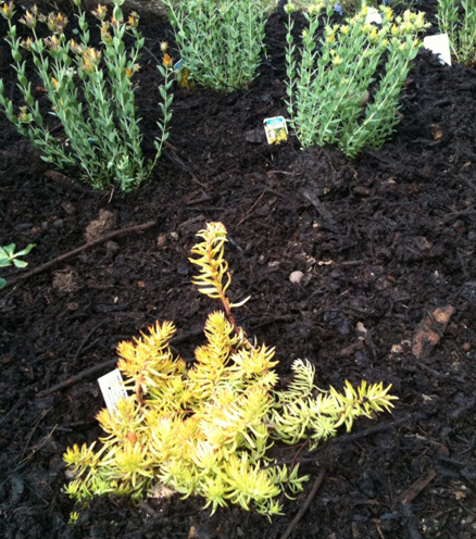 Garden Waste Collection